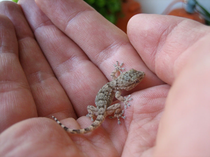 PROXIMAMENTE Tarentola Mauritanica Gecko Moro